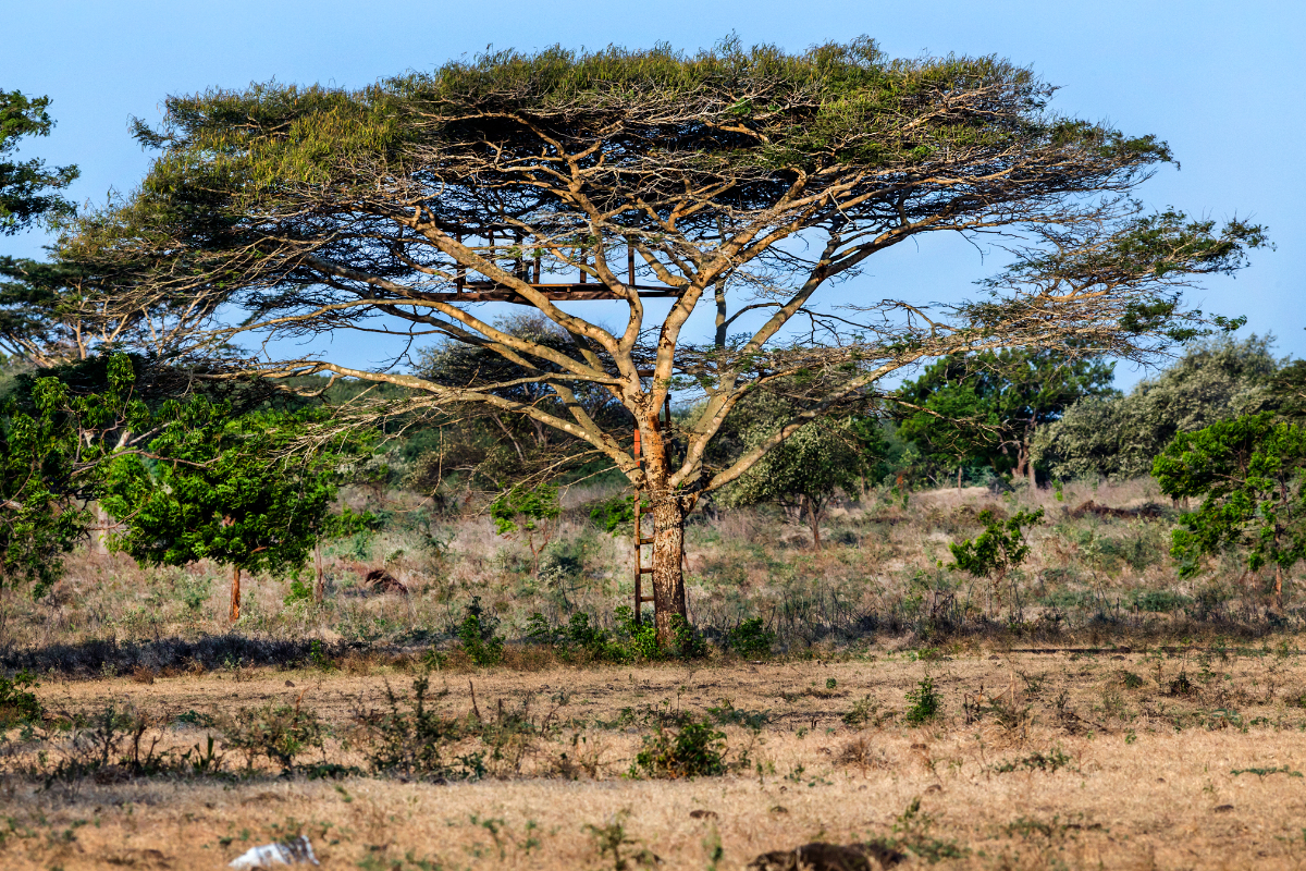 Baluran